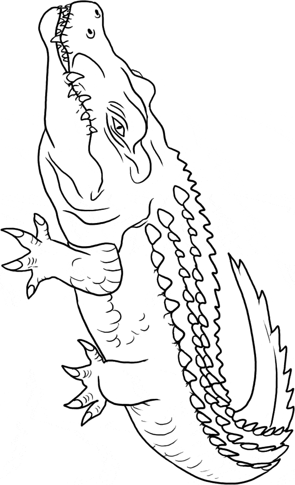 60 Printable Coloring Picture Of Alligator 45
